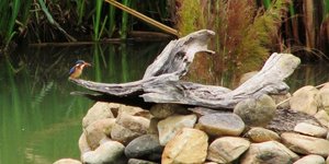 Bird Watching in Stanford